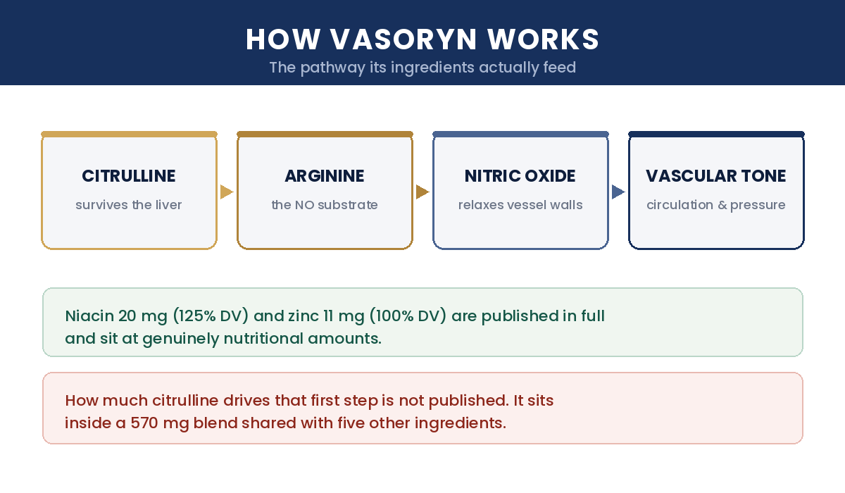 How Vasoryn works — citrulline to arginine to nitric oxide to vascular tone pathway